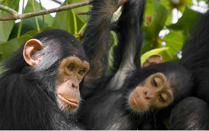 Chimpanzee tracking in Nyungwe