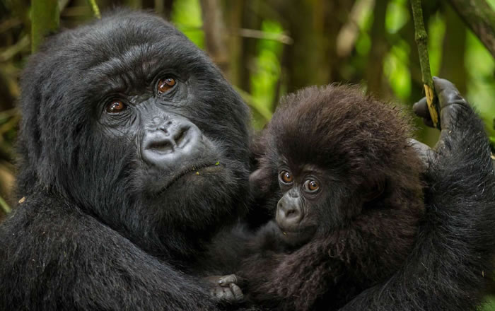 How To Book A Congo Gorilla Permit