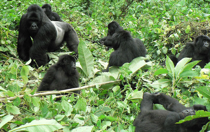 Gorilla Trekking in Uganda