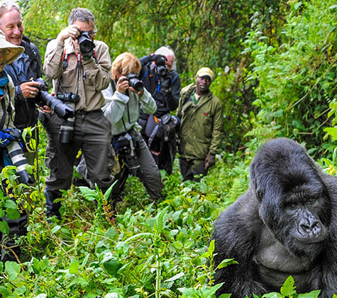 Rwanda Gorilla Tours