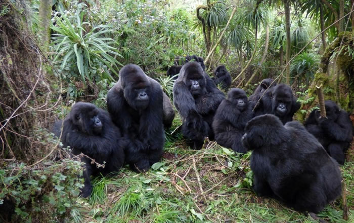 Bwindi Gorilla Trek