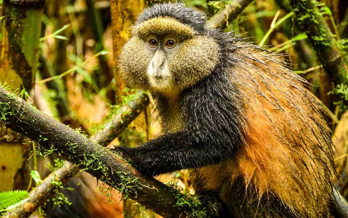 Golden-Monkey-Trekking in Rwanda