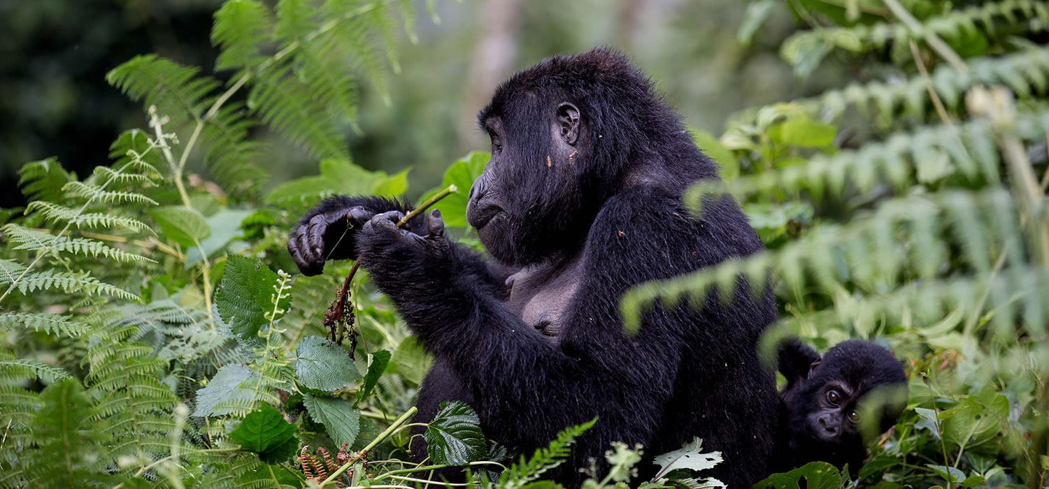 Gorilla Safaris in Uganda