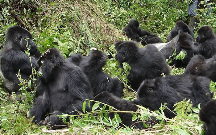  Best Time for Gorilla Trekking In Uganda, Rwanda & DR Congo