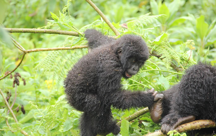 Gorillas in DR Congo