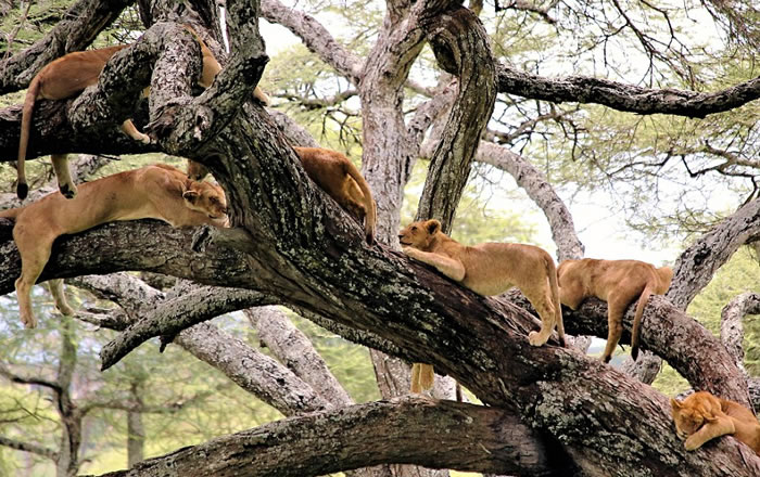 Tree Climbing Lions in Queen