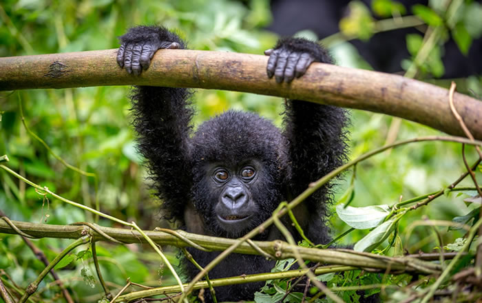 Trek Gorillas in Rwanda