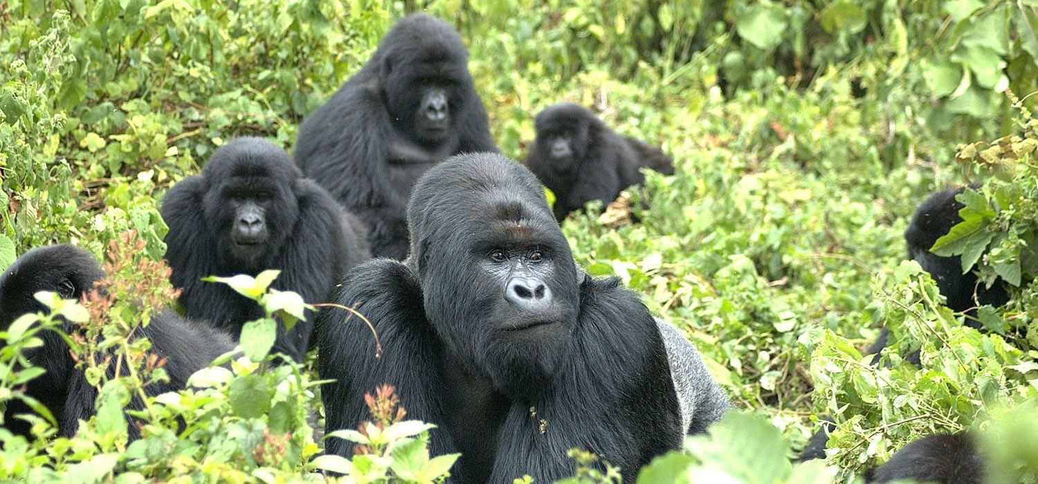 Trek Gorillas in Uganda